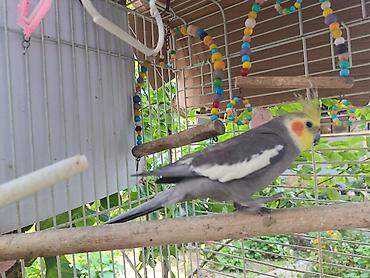Nimfa (Cockatiel) tutuquşu – boz rəng, ağ qanad ləkələri, sarı çeper lalafo.az -da Nimfa (Cockatiel) tutuquşu – boz rəng, ağ qanad ləkələri, sarı çeper