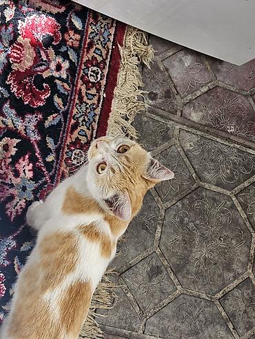 Отдам даром кошку: Кошка даром: Беспородная, 1 год, Девочка, Приучена к лотку — 4
