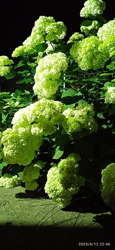 Гортензия: Саженцы Самовывоз — 10
