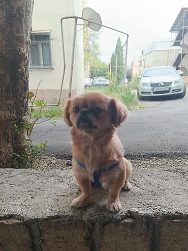 kangal itləri: Pekines, 1 il, Erkək, Ünvandan götürmə — 3