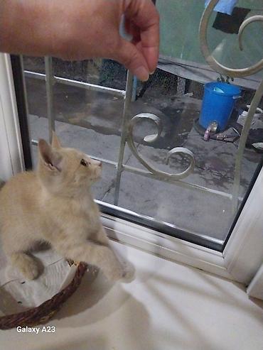 Мышыктар: Котёнок тигрового окраса девочка. рыжий мальчик, отдам в хорошие — 6