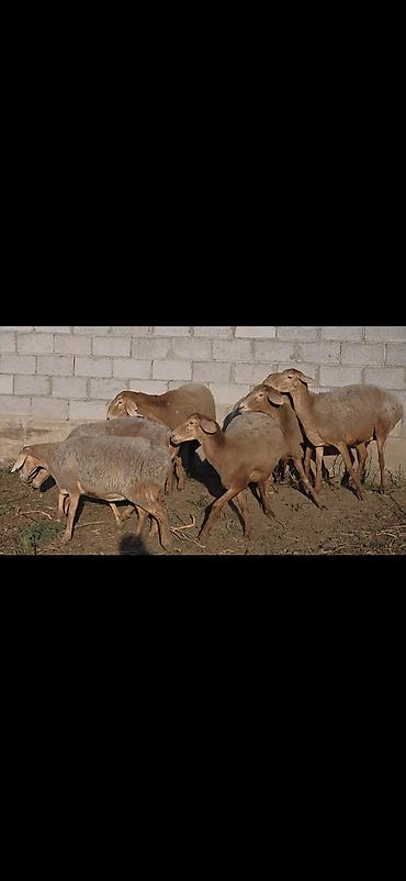 бишкек кошка: Сатам | Ургаачы кой (ургаачы) | Арашан | Көбөйтүү үчүн | Асыл тукумдуу, Бооз, Ургаачы — 7