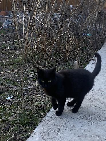 Продажа кошек: 6 месяцев, Мальчик, Черный — 9