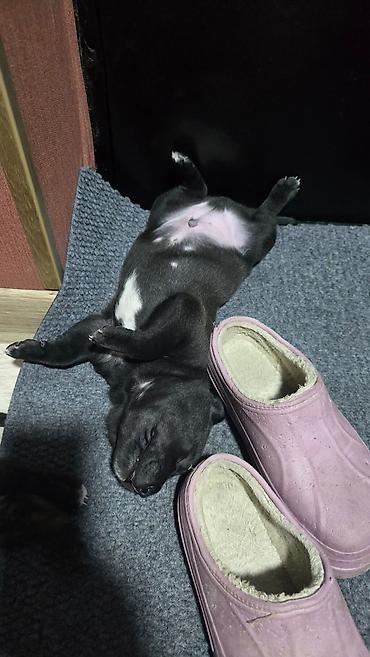 Продажа собак: Щенки метисы (короткошёрстные, тигровый и чёрный окрасы) смесь питбуль — 5