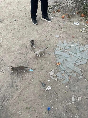 сиамские котята бесплатно: По просьбе ⬇️⬇️⬇️ Вчера 3 июня дочка гуляла с подругами в районе