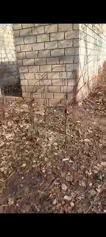 Torpaq sahələrinin satışı: 6 sot, Kupça (Çıxarış) — 6