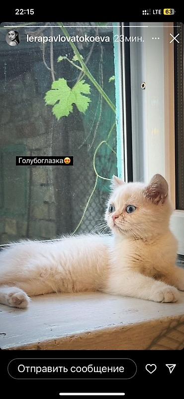 Животные: Британская короткошёрстная, 2 месяца, Девочка, Приучена к лотку — 2