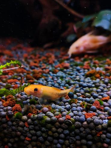 su çəkən mator: Gold Chinese Algae Eater. Qızılı Çin yosun yeyəni satıram. Barter — 3