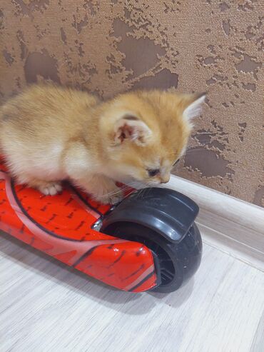 Pişiklər: Qızıl şinşilla, Erkək, Dişi, Yaxşı əllərə, Ünvandan götürmə -da lalafo.az — 16 Pişiklər: Qızıl şinşilla, Erkək, Dişi, Yaxşı əllərə, Ünvandan götürmə — 16