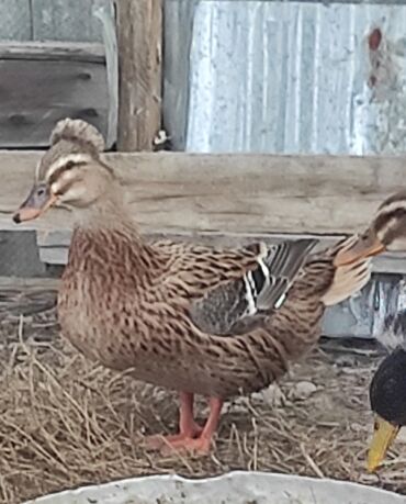 Ördəklər: Salam 1 yaşıl baş kəkilli, 1 sona kəkilli satilir cütü 40 azn 🤌🤌🤌🤌🤌 — 10