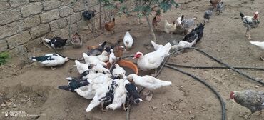 Ördəklər: Məhsul: Muskovi (Hind) ördəkləri – müxtəlif rənglərdə sürü Təsvir: - — 10