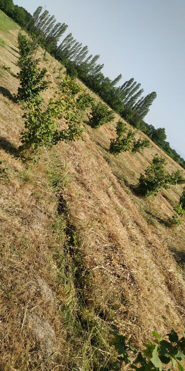 Torpaq sahələrinin satışı: 116 sot, Kənd təsərrüfatı, Barter mümkündür, Kupça (Çıxarış) -da lalafo.az — 4 Torpaq sahələrinin satışı: 116 sot, Kənd təsərrüfatı, Barter mümkündür, Kupça (Çıxarış) — 4