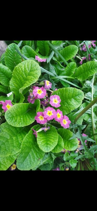 Садовые цветы и кустарники: Саженцы цветка — 8