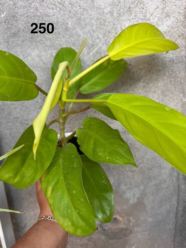 Другие комнатные растения: Комнатные растения. Домашние — 8