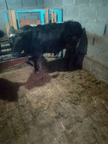 Коровы, быки: Продаю | Музоо, торпок | Полукровка | На откорм | Привязанные — 4