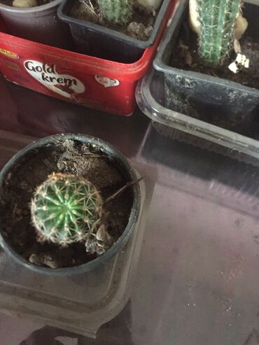 Kaktus: Kaktusi 100 dinara na lalafo.rs — 9 Kaktus: Kaktusi 100 dinara — 9