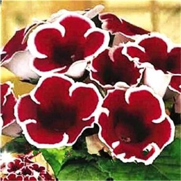 Semena i sadnice: Cena 650din / 5semenki — 2