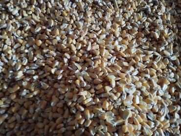купить семена ячменя вакула: Семена и саженцы Кукурузы, Самовывоз