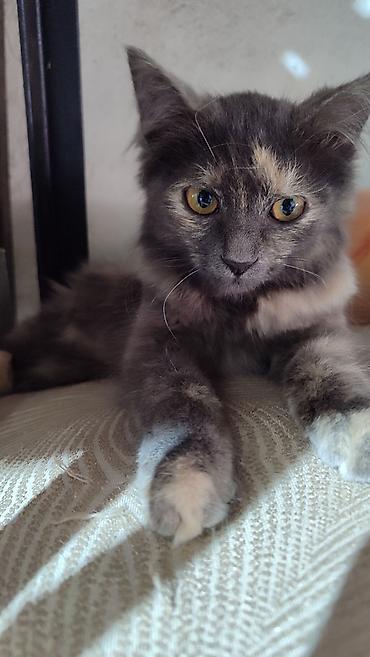 коровы породы швиц: Отдам в хорошие ручки.Котята домашние, короткошёрстные. Особенности — 6