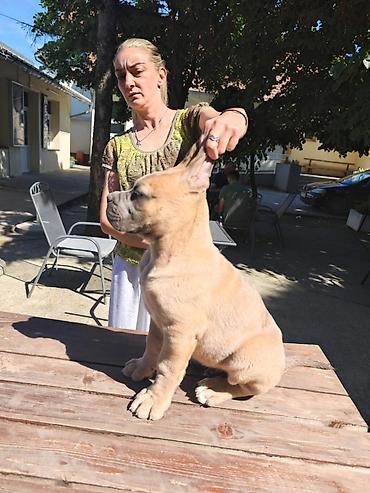 lepi psi: Odgajivačnica Cane Corso Magnum Imperium nudi na prodaju prelepe — 6
