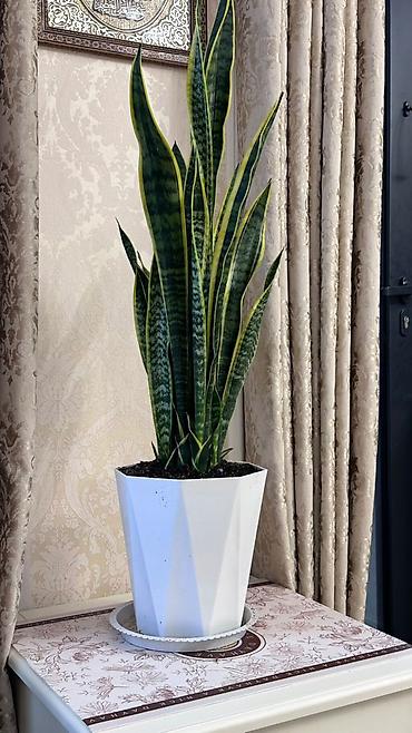 Замиокулькас (Долларовое дерево): Замиокулькас, также известный как долларовое дерево, представлен в — 24