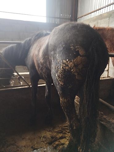 Продажа коттеджей и домов: Семиз Айгыр сатылат 2 асый — 4