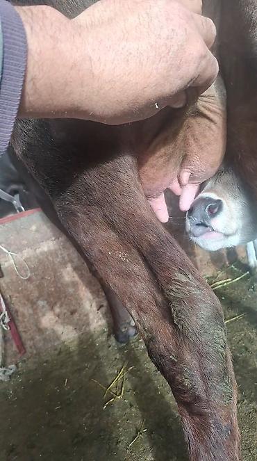 Козы, козлы: Продаю | Коза (самка) | Полукровка | Для молока — 6