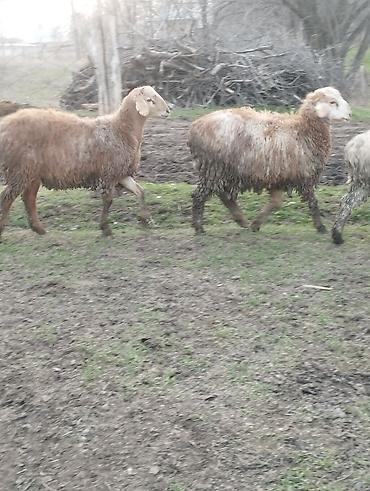 Баран, овца: Продаю | Овца (самка) | Для разведения — 6