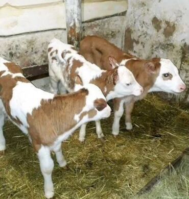 Dana, buzov: Dana, buzov, Dişi, Simental, ay: 1, Damazlıq, Ətlik, Rayonlara çatdırılma, Pulsuz çatdırılma, Ödənişli çatdırılma — 28