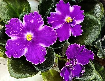 Фиалки и глоксинии: 🌱🌺🌱 Продаю сортовые ДЕТКИ стандартных, трейлерныхмини и полумини — 6