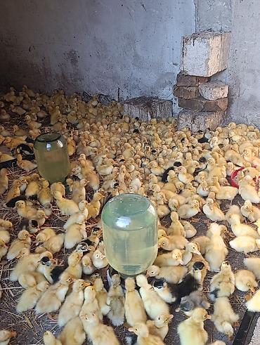 Kənd təsərrüfatı quşları: Pekin ördəyi satılır qiyməti 1.50 vatsapa yazın real şəxslər say 500 — 4