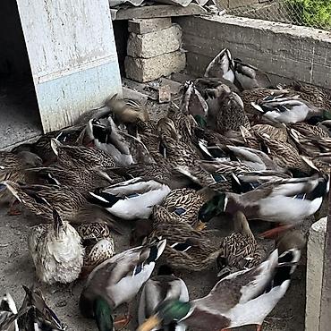ordek şekli: Malard (yaşılbaş) ördəklər sürüsü - Növ: Mallard/yaşılbaş ördək — 1