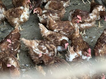 кучинский куры: Продаю | Куры, Петух | Хай-Лайн Браун | На забой, Для разведения, Несушки