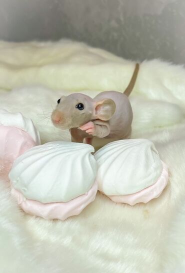 Грызуны: Красивейшие детки Декоративных крыс нам скоро 1месяц. есть дети