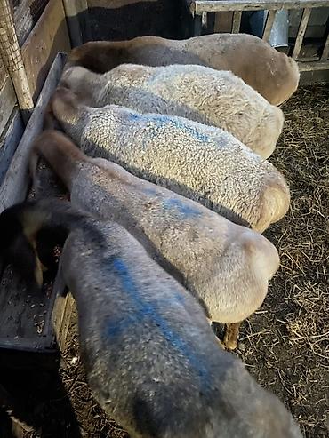 Продам с/х животных: Продаю | Баран (самец) | На забой — 2
