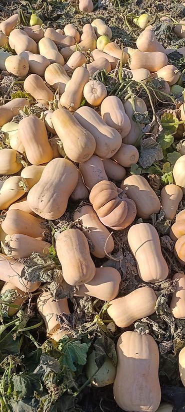 смена кукуруза: Тыква баттернат (мускатная) с поля - Сорт: баттернат (грушевидная — 1