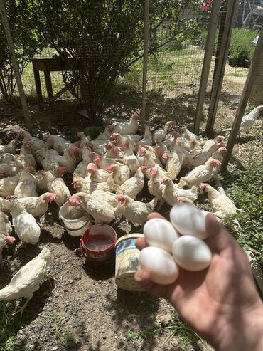 ayam cemani yumurta: Toyuq, Liqorin, Yumurtalıq, Pulsuz çatdırılma, Rayonlara çatdırılma