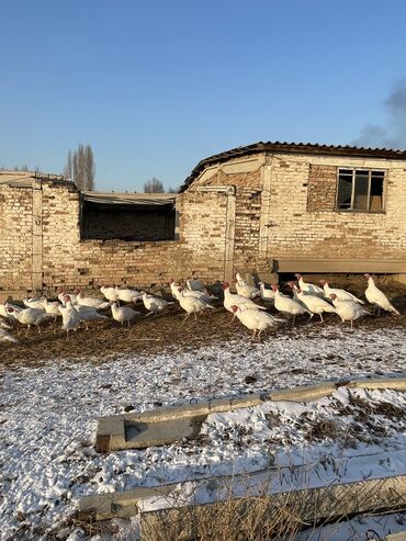 продаю казел: Продаю | Индюк (самец) | На забой, Для разведения | Племенные