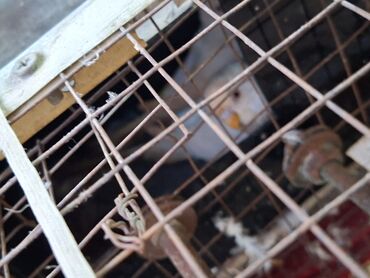 Tutuquşları: Salam umumi 10 qusdur 2 çütdür 6 si ise tek tek sekillerdede var cut — 9