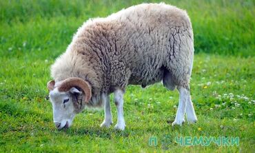 работа в бишкеке для женщин без опыта: Жылкы караганга жылкычы