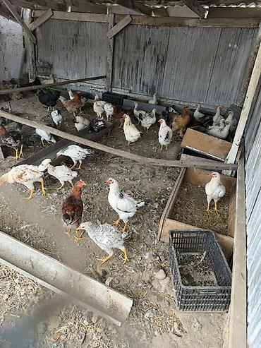 куры живые: Продаю | Куры | Домашняя | Несушки — 3