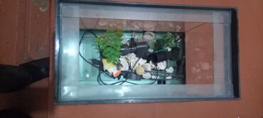 кел кел: Аквариум есть все 2000 сомб/у город Ош ?