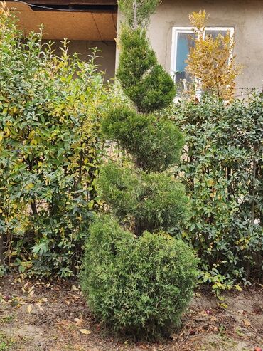 Декоративные деревья: Продаются хвойные и лиственные деревья🌲🌳 - Голубая ель от 0,8-5м - at lalafo.kg — 31 Декоративные деревья: Продаются хвойные и лиственные деревья🌲🌳 - Голубая ель от 0,8-5м - — 31