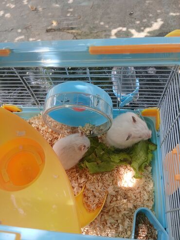 Daşıma çantaları: Hamsterlər üçün nəzərdə tutulmuş qəfəs, heyvanların təhlükəsiz və
