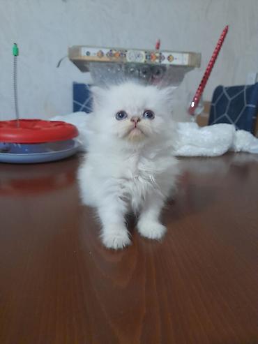 Pişiklər: Britan, Ünvandan götürmə — 10