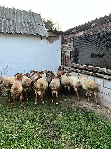 шотландский кошки: Продаю | Баран (самец) | Для разведения — 5