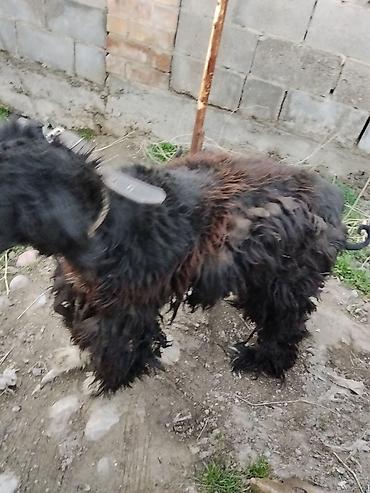 Отдам даром собаку: Тайган крупной породы, длинношёрстная. Окрас преимущественно чёрный с — 7