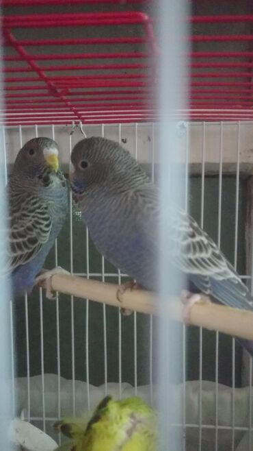 Tutuquşları: Quşlar satlır karella bülbül,fişer,nerazlucnik və sayri münasib — 24