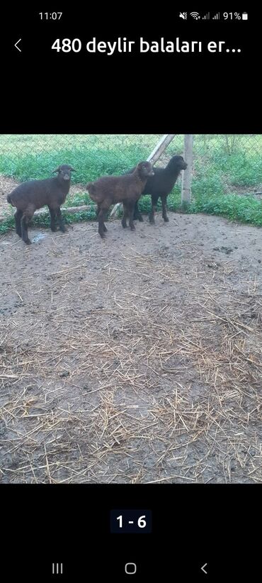 Qoyunlar, qoçlar: 470 deylir riyal alcıyna razlaşmaq olar zəngin vurun — 4