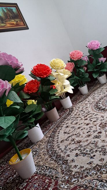 Комнатные розы: Комнатные розы — 6